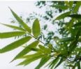 Bamboo Leaf Flavonoids